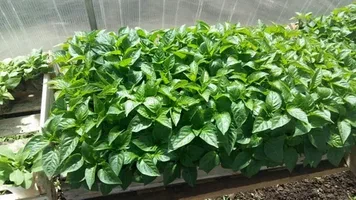 نشا فلفل دلمه‌ ای قرمز آبدار و گوشتی